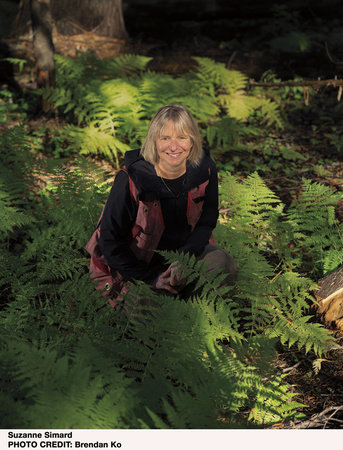 Photo of Suzanne Simard