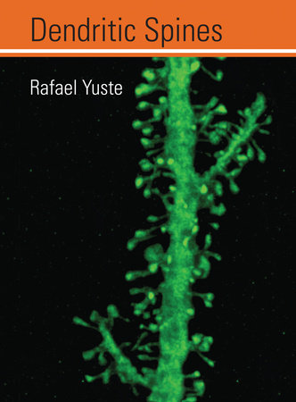 Dendritic Spines by Rafael Yuste