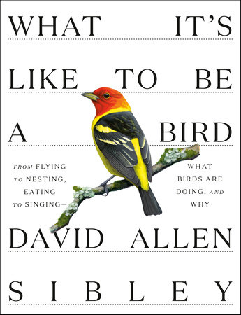 What It's Like to Be a Bird by David Allen Sibley