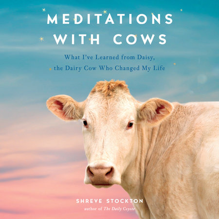 Meditations with Cows by Shreve Stockton