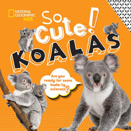 So Cute! Koalas by Crispin Boyer