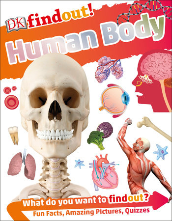 DKfindout! Human Body by DK