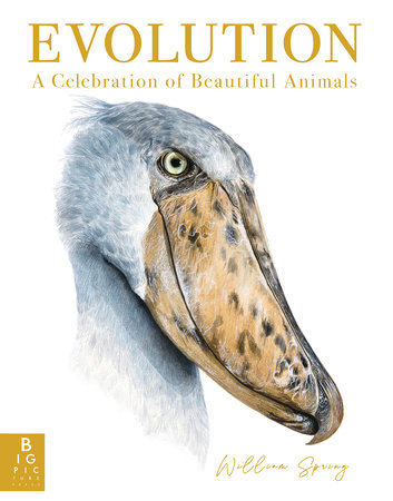 Evolution: A Celebration of Beautiful Animals by William Spring