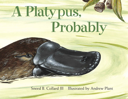 A Platypus, Probably by Sneed B. Collard III