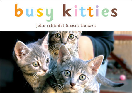 Busy Kitties by John Schindel