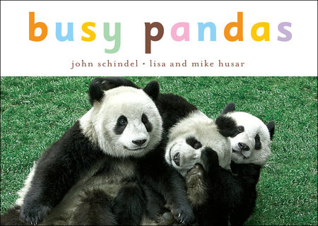 Busy Pandas by John Schindel