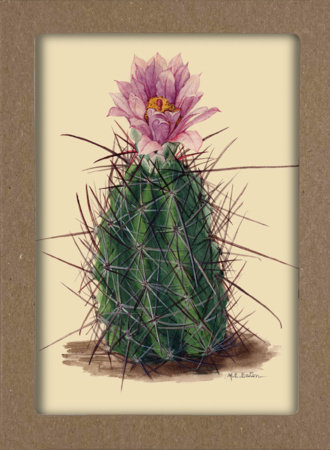 Smithsonian Cacti Notecard Set - Artwork by Mary Emily Eaton by Smithsonian Institution