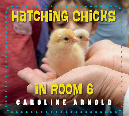 Hatching Chicks in Room 6 by Caroline Arnold (Author)