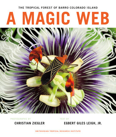 A Magic Web by 