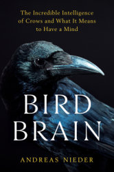 Bird Brain
