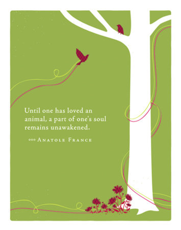 Positively Green Greeting Cards: Pet Sympathy - Until one has loved an animal (Pack of 6) by 